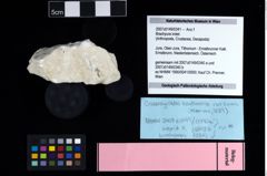 NHMW-GEO-2007z0149-0341_Ol_01.tifBrachyura indet.  (NHMW-GEO-2007z0149-0341)